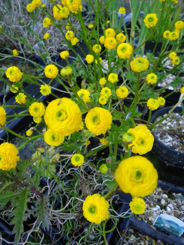 Ranunculus acris Flore Pleno (Batchelor's buttons/double meadow buttercup)