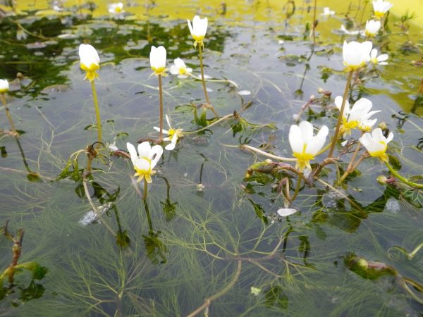 Ranunculus aquatilis (Water crowfoot)