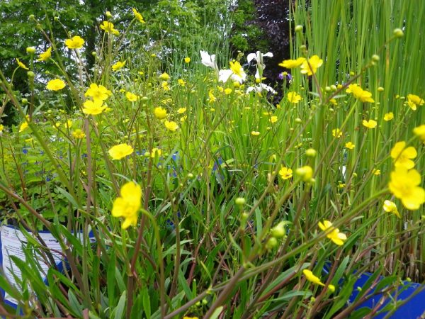 Ranunculus flammula (Lesser spearwort)