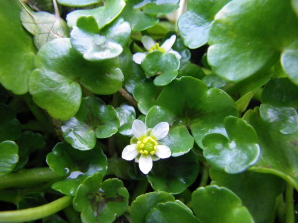 Ranunculus hederaceus (Ivy leaved crowfoot)