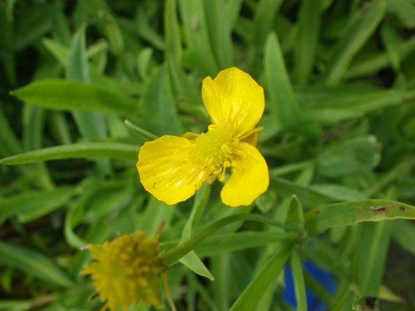 Ranunculus lingua (Greater spearwort)