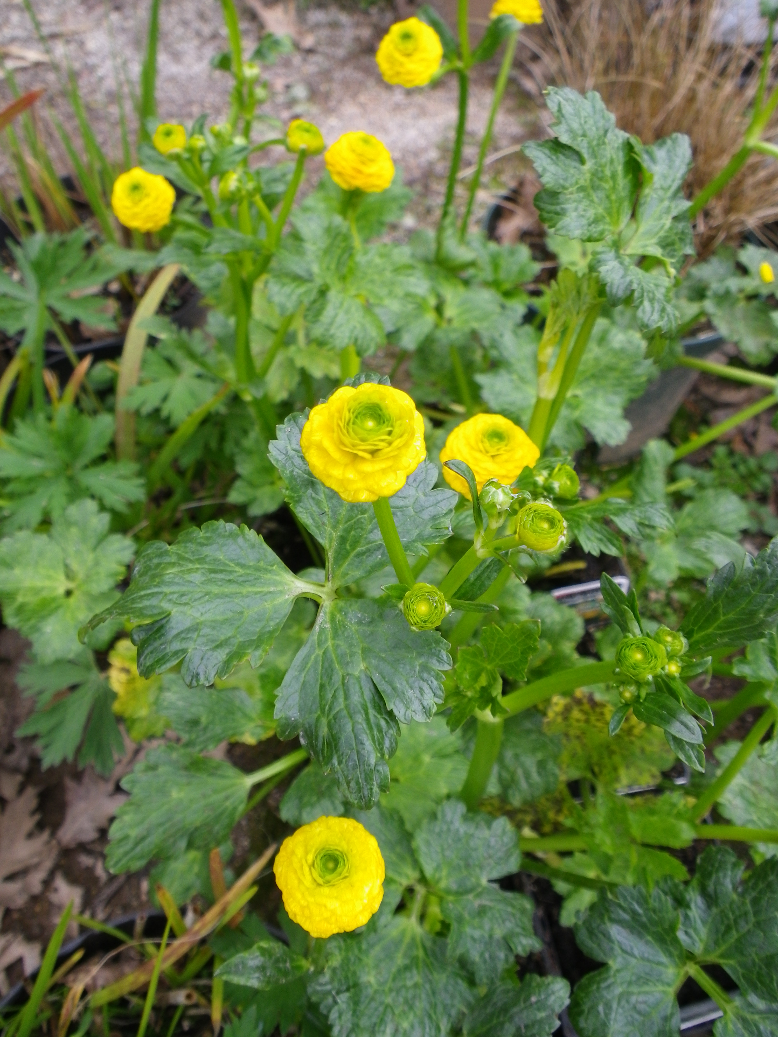 Ranunculus repens Pleniflorus (Double creeping buttercup) Devon Pond