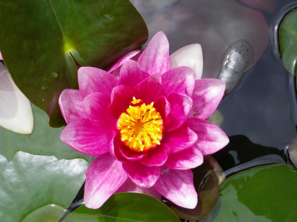 Nymphaea Rene Gerard