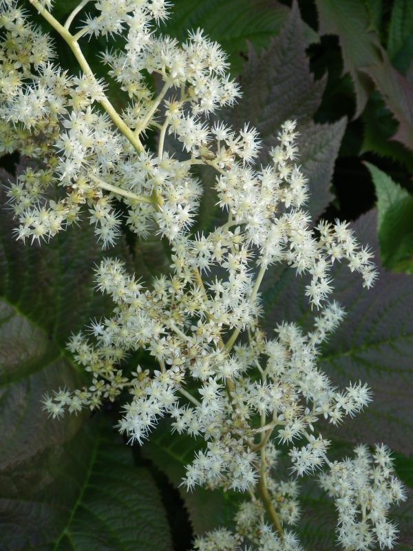 Rodgersia podophylla (Featherleaf)