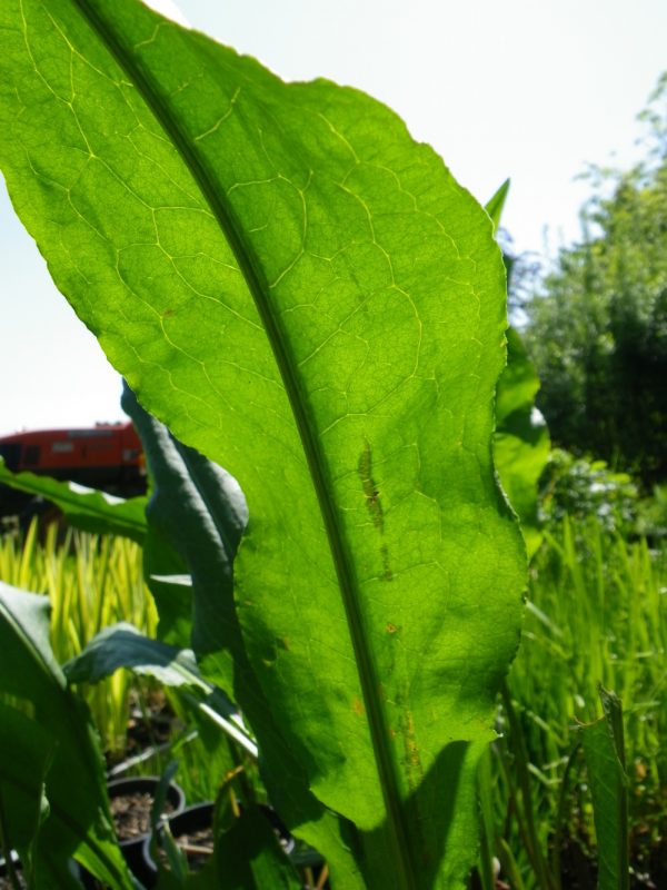 Rumex hydrolapathum (Great Water dock)