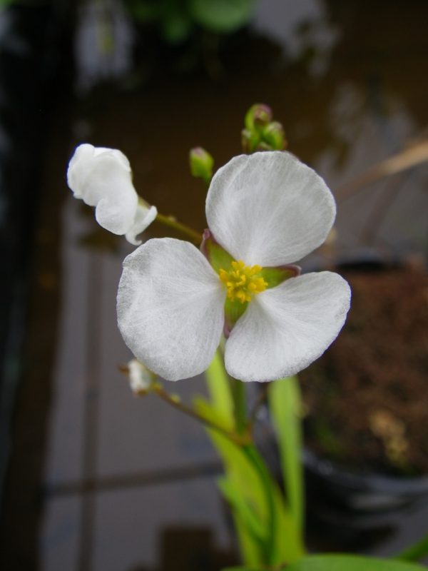 Sagittaria graminea (Oar leaved arrowhead)