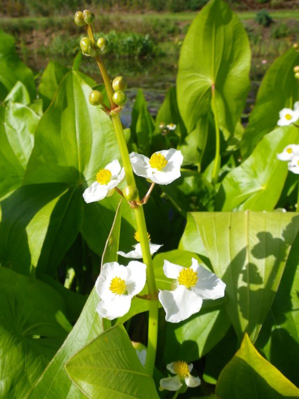 Sagittaria mixed (Arrowhead mixed)