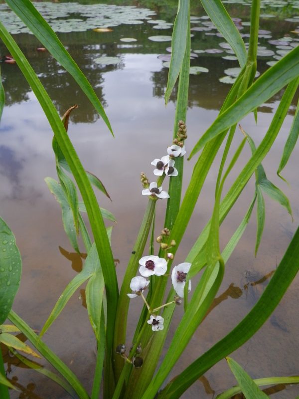 Sagittaria sagittifolia (Arrowhead )