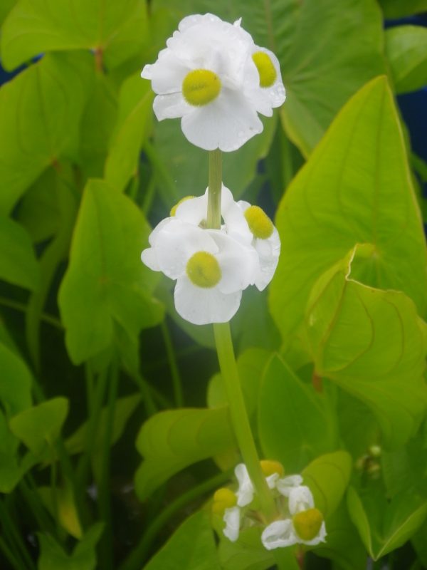 Sagittaria sagittifolia leucopetala (Japanese Arrowhead)