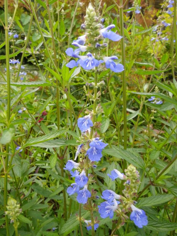 Salvia uliginosa (Bog Sage)