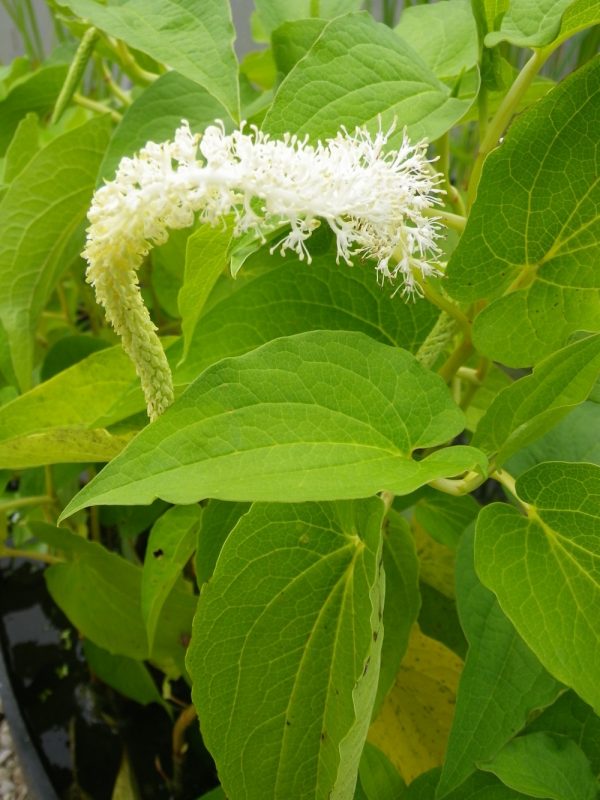 Saururus cernuus (Lizard's tail)