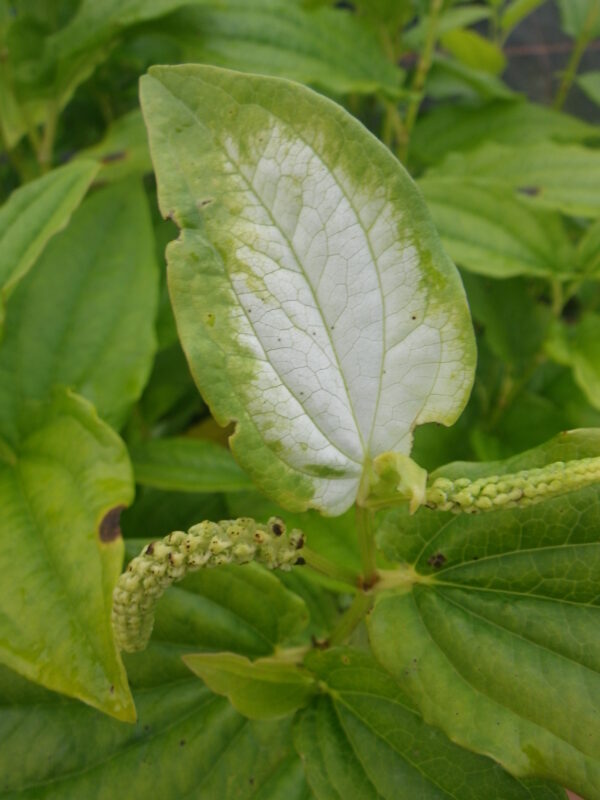 Saururus chinensis (Asian Lizard's tail)