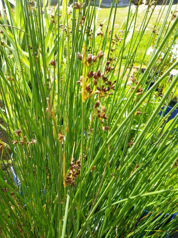 Pick and Mix Bare Root Plants (x5) - Image 10
