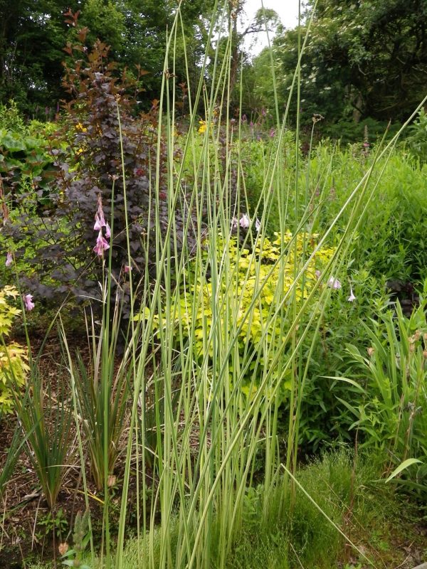 Schoenoplectus (Scirpus) albescens (Candy striped rush)