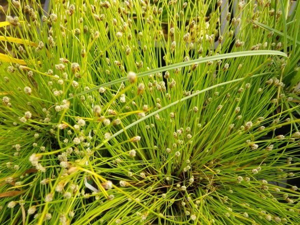 Pick and Mix Bare Root Plants (x5) - Image 15