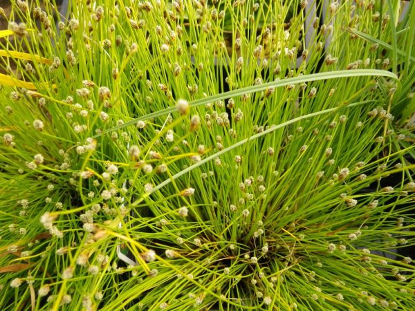 Isolepis cernua (Fibre optic plant)