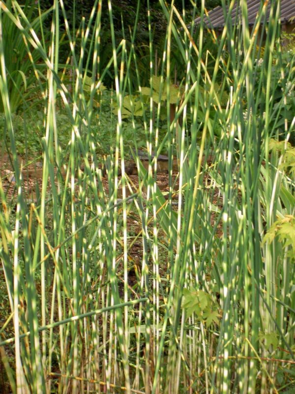 Schoenoplectus (Scirpus) zebrinus (Zebra Rush)