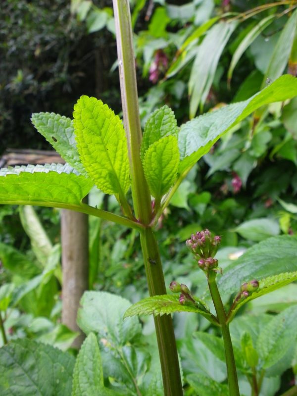 Scrophularia auriculata (Water Figwort or Betony)