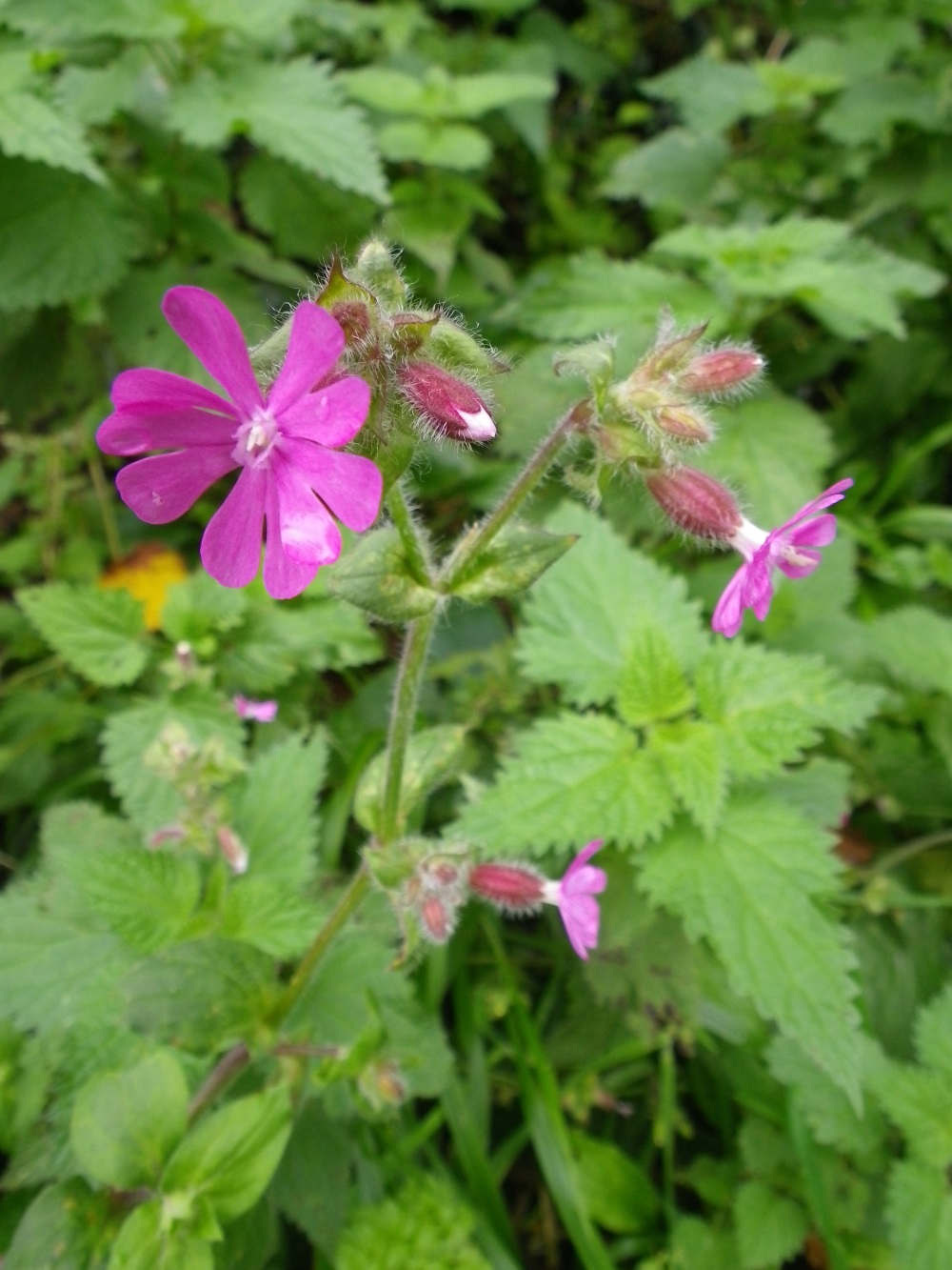 Silene dioica (Campion) Devon Pond Plants