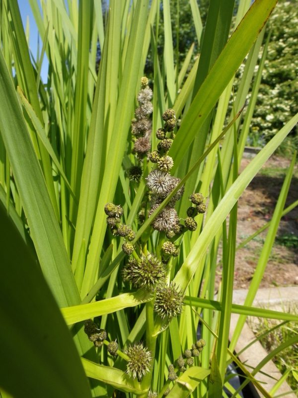 Sparganium erectum (Branched Bur Reed)