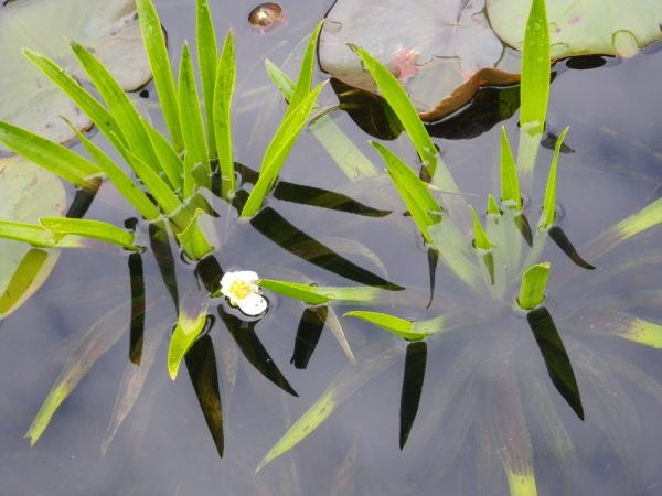 Stratiotes aloides (Water soldiers)