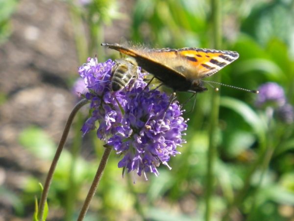 Succisa pratensis (Devil's Bit Scabious)
