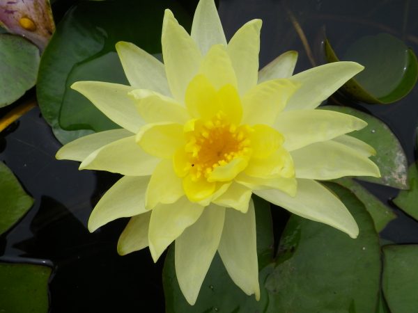 Nymphaea Sunrise