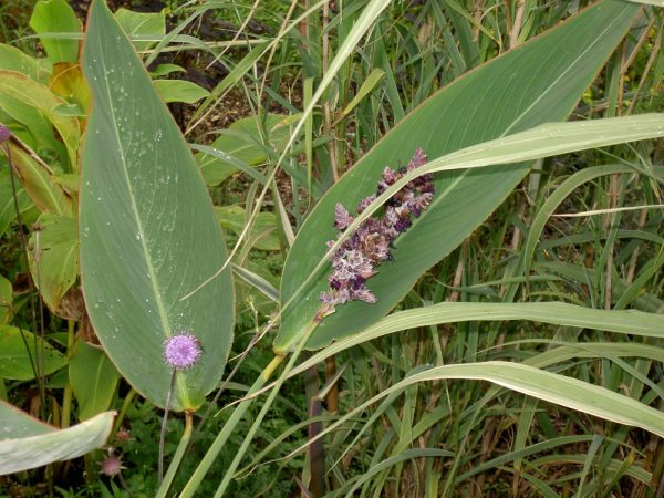 Thalia dealbata (Alligator flag)