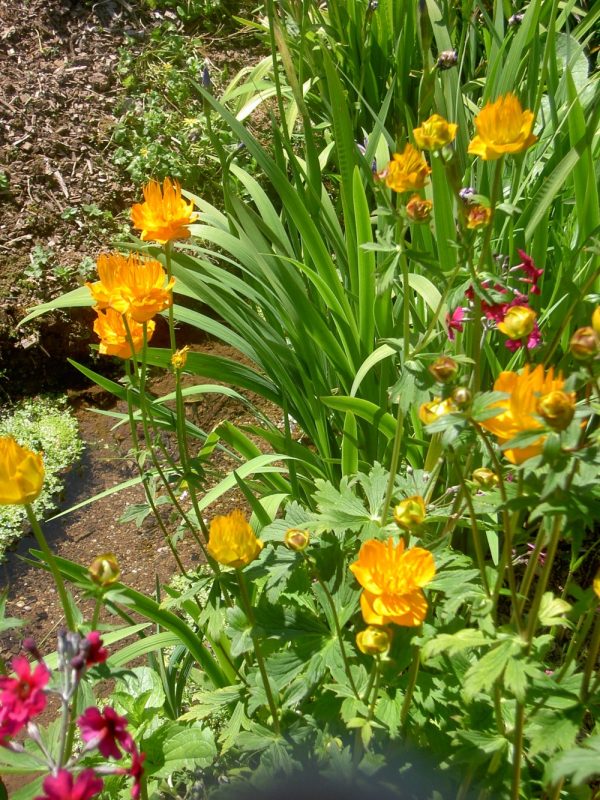 Trollius chinensis Golden Queen (Chinese Globeflower)