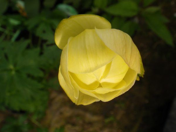 Trollius x cultorum Cheddar