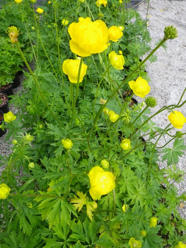 Trollius europaeus (European Globe flower)
