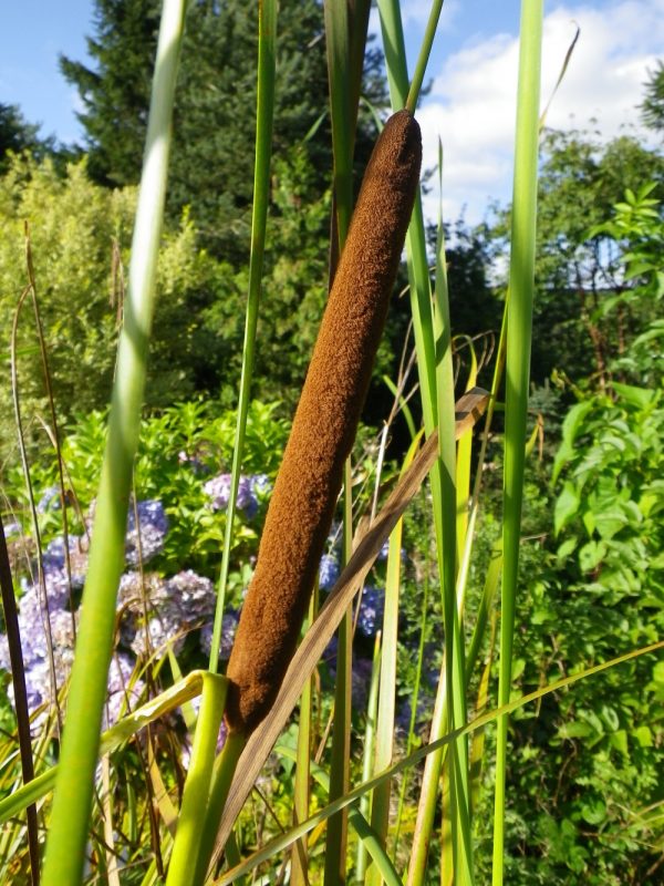 Typha angustifolia (Narrow leaved reedmace)