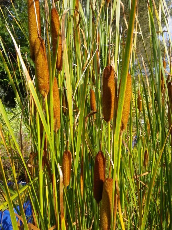 Typha gracilis (Graceful Reed Mace)