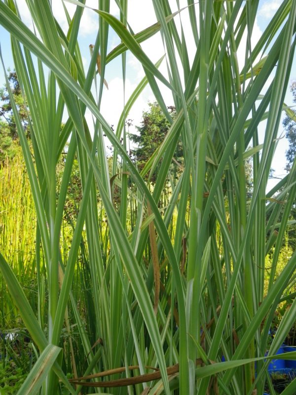 Typha latifolia variegata (Variegated Greater reed mace)