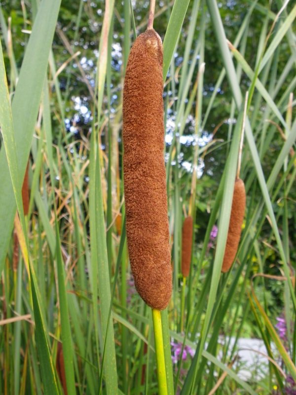 Typha laxmannii