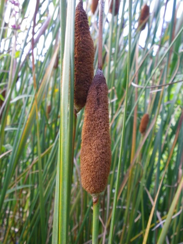 Typha shuttleworthii