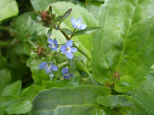 Veronica beccabunga (Brooklime)
