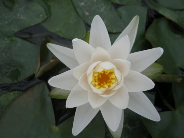 Nymphaea Walter Pagels
