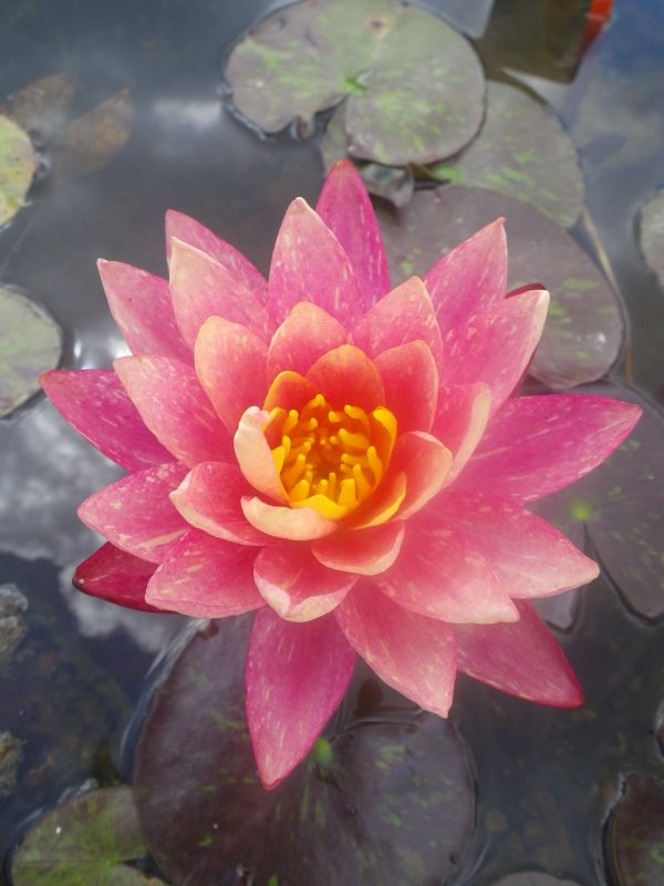 Nymphaea Wanvisa
