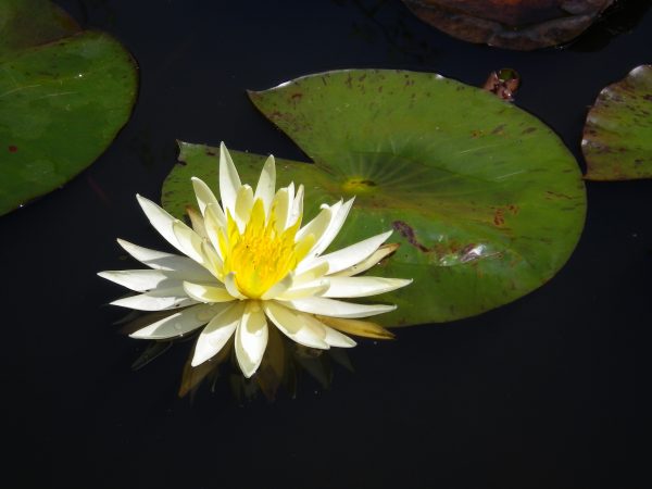 Nymphaea Yellow Princess