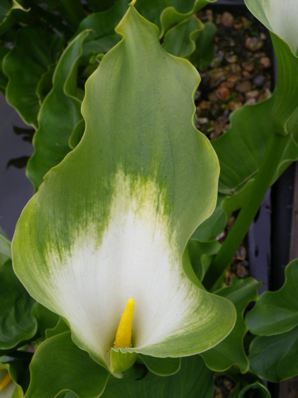 Zantedeschia aethiopica Green Goddess