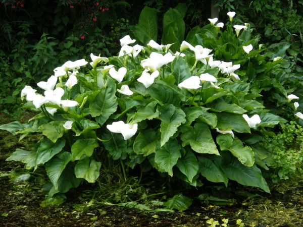 Zantedeschia aethiopica (Arum lily)