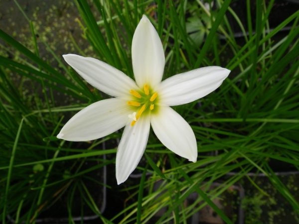 Zephyranthes candida (Rain Lily/Peruvian Swamp Lily)