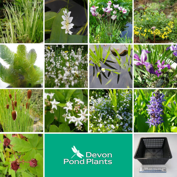 Medium Pond Packs