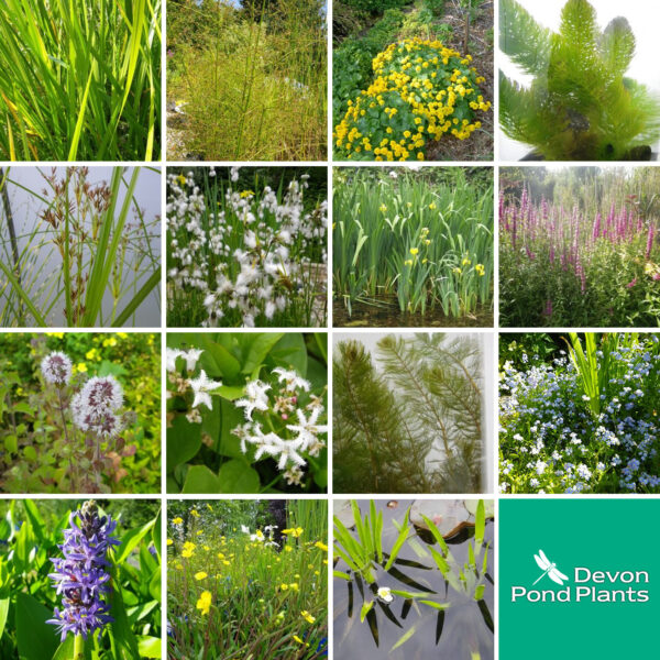 Large pond packs
