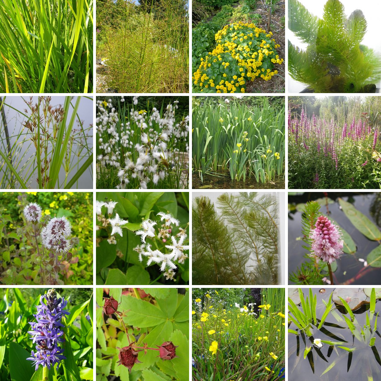 Large Native pond pack Devon Pond Plants