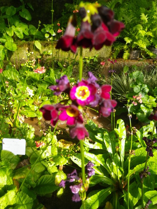 Primula wilsonii var anisodora