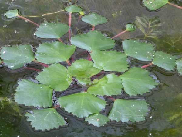 Trapa natans (Water chestnut)