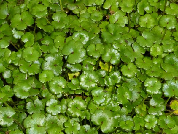 Hydrocotyle nova zealand (miniature pennywort)