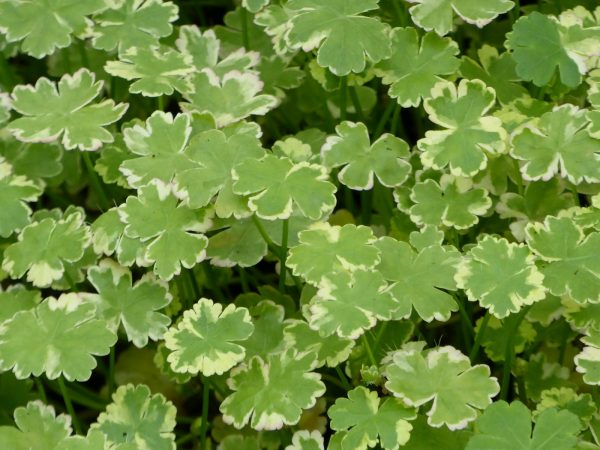 Hydrocotyle sibthorpioides variegata (Crystal confetti)